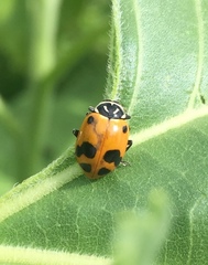 Hippodamia glacialis