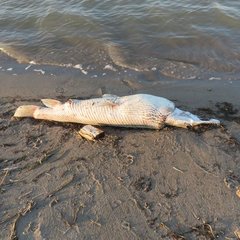 Atractosteus spatula