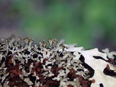 Hypogymnia hultenii