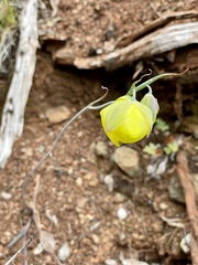 Calochortus raichei