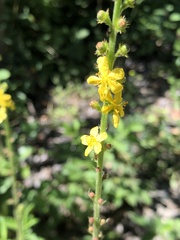 Agrimonia eupatoria