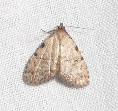 Dyspyralis puncticosta