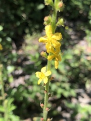 Agrimonia eupatoria