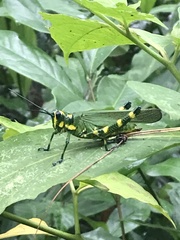 Chromacris psittacus psittacus