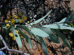 Acacia cretacea