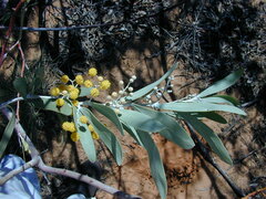 Acacia cretacea