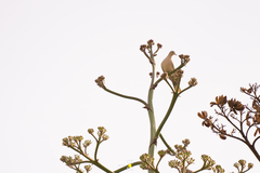 Streptopelia decaocto