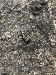 Eumecocera argyrosticta