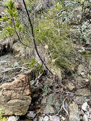 Calliscirpus criniger