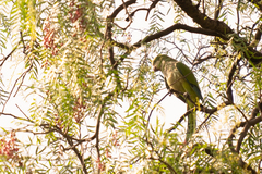 Myiopsitta monachus