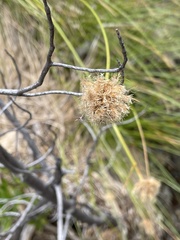 Calliscirpus criniger