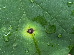 Pseudocercospora vitis