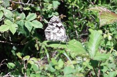 Melanargia
