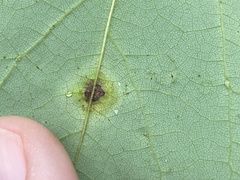 Pseudocercospora vitis