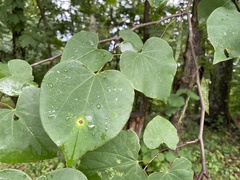 Pseudocercospora vitis