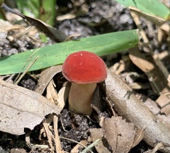 Hortiboletus rubellus