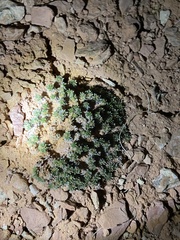 Eriogonum aretioides