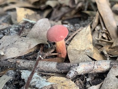 Hortiboletus rubellus