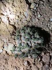 Eriogonum aretioides