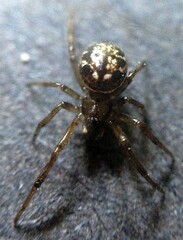 Enoplognatha marmorata