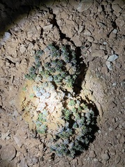 Eriogonum aretioides