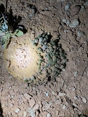 Eriogonum aretioides