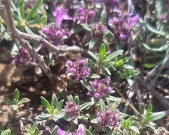Thymus baicalensis