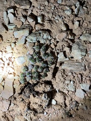 Eriogonum aretioides