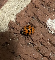 Harmonia axyridis