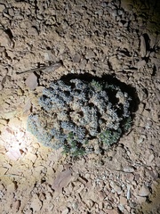 Eriogonum aretioides