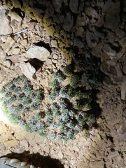 Eriogonum aretioides