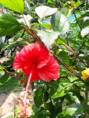 Hibiscus rosa-sinensis