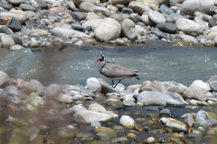 Ibidorhyncha struthersii