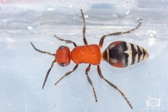 Timulla ferrugata