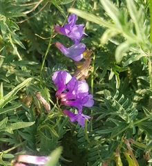 Vicia amoena