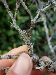 Hypogymnia lophyrea