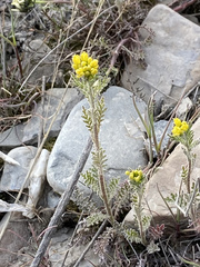 Descurainia sophioides