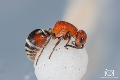 Timulla ferrugata