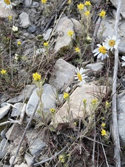 Descurainia sophioides