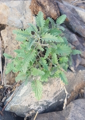 Dracocephalum foetidum