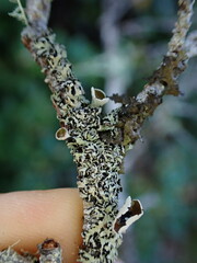 Hypogymnia lophyrea