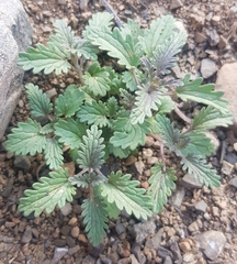 Dracocephalum foetidum