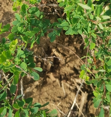 Spiraea aquilegifolia