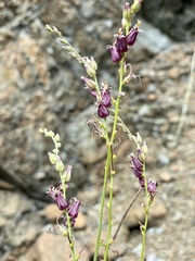 Streptanthus morrisonii