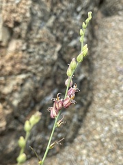 Streptanthus morrisonii