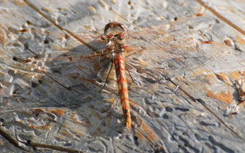 iNaturalist observation photo of Variegated Meadowhawk