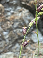 Streptanthus morrisonii