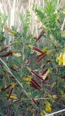 Caragana microphylla
