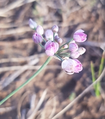 Allium anisopodium