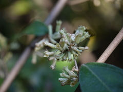 Elaeagnus latifolia